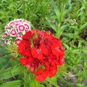 Dianthus barbatus 'Messager melange' fleur